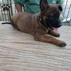 Texas, Belgian Malinois Puppy