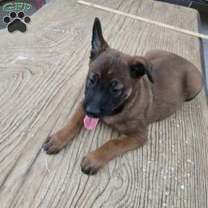 Texas, Belgian Malinois Puppy