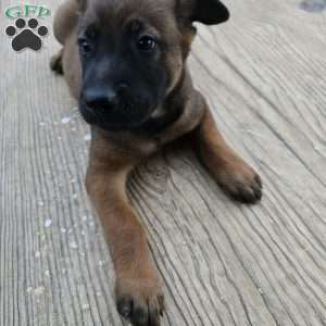 Texas, Belgian Malinois Puppy