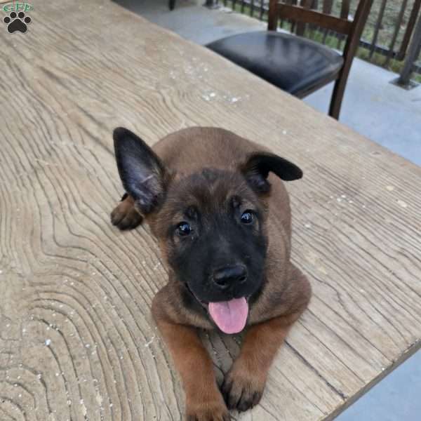 Texas, Belgian Malinois Puppy