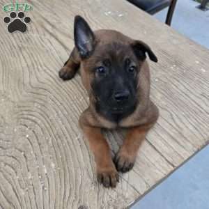 Texas, Belgian Malinois Puppy