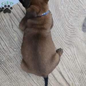 Texas, Belgian Malinois Puppy