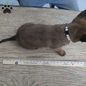 Houston, Belgian Malinois Puppy
