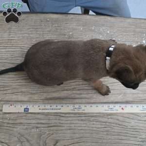 Houston, Belgian Malinois Puppy