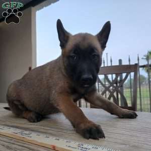 Houston, Belgian Malinois Puppy