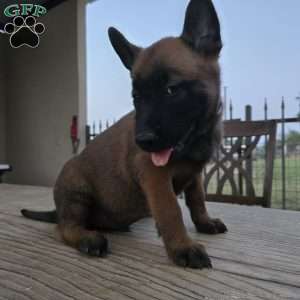 Houston, Belgian Malinois Puppy