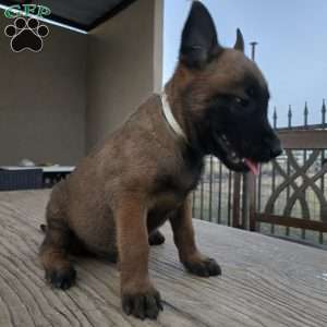 Houston, Belgian Malinois Puppy