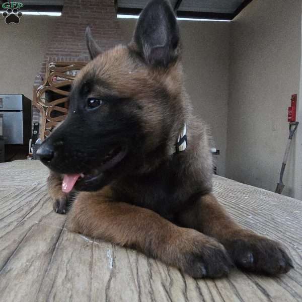 Houston, Belgian Malinois Puppy