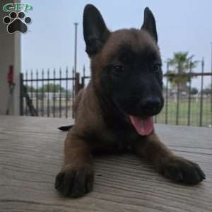 Houston, Belgian Malinois Puppy