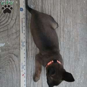 Maggie, Belgian Malinois Puppy