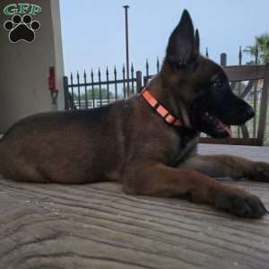 Maggie, Belgian Malinois Puppy