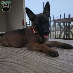Maggie, Belgian Malinois Puppy