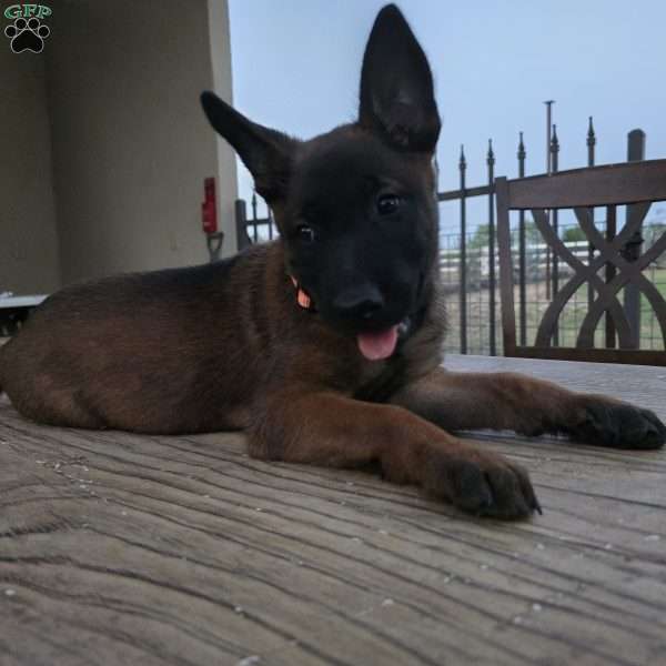 Maggie, Belgian Malinois Puppy