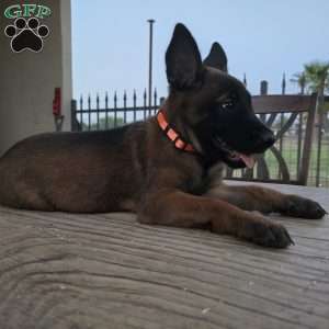 Maggie, Belgian Malinois Puppy
