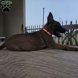 Maggie, Belgian Malinois Puppy