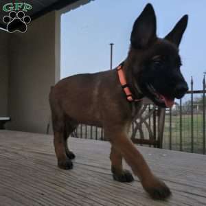 Maggie, Belgian Malinois Puppy