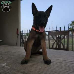 Maggie, Belgian Malinois Puppy