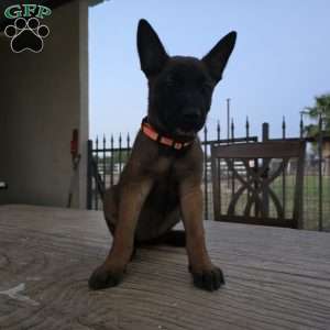 Maggie, Belgian Malinois Puppy