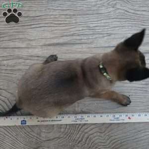 Deedee, Belgian Malinois Puppy