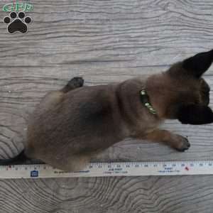 Deedee, Belgian Malinois Puppy