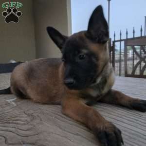 Deedee, Belgian Malinois Puppy