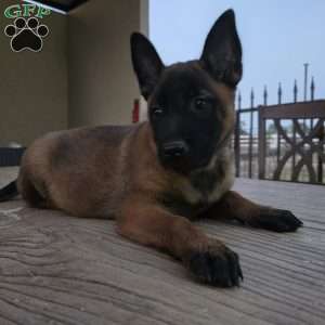 Deedee, Belgian Malinois Puppy