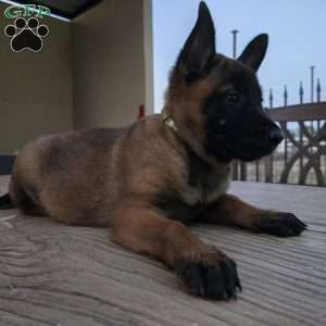 Deedee, Belgian Malinois Puppy