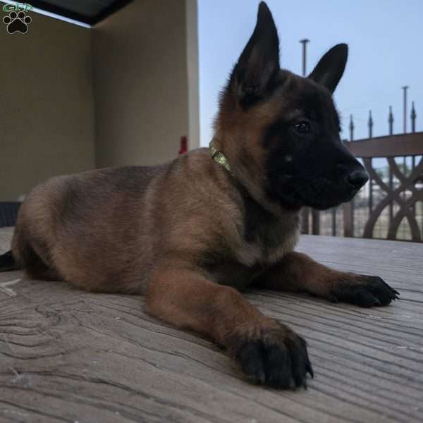 Deedee, Belgian Malinois Puppy