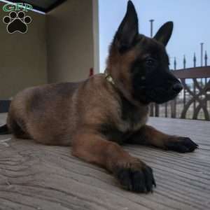 Deedee, Belgian Malinois Puppy