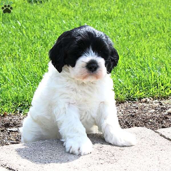 Liberty, Portuguese Water Dog Puppy