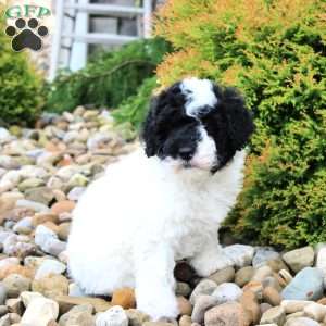 Bingo, Portuguese Water Dog Puppy