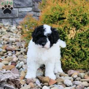 Bingo, Portuguese Water Dog Puppy