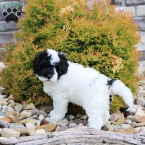 Bingo, Portuguese Water Dog Puppy
