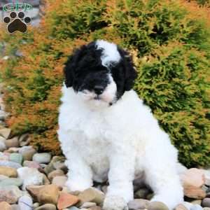 Bingo, Portuguese Water Dog Puppy
