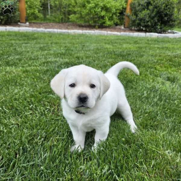 Daisy, Yellow Labrador Retriever Puppy