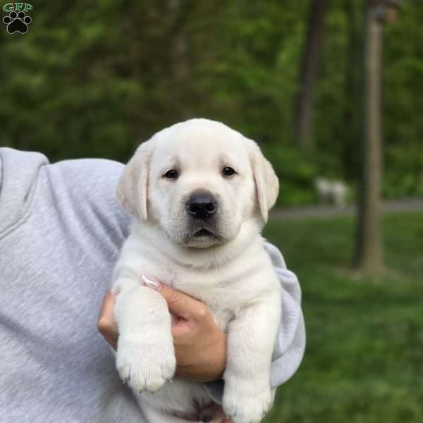 Cooper, Yellow Labrador Retriever Puppy