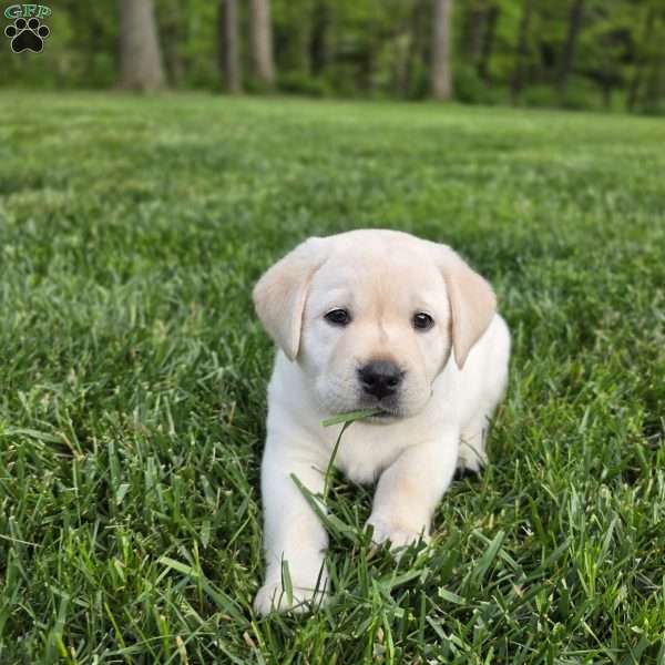 Bella, Yellow Labrador Retriever Puppy