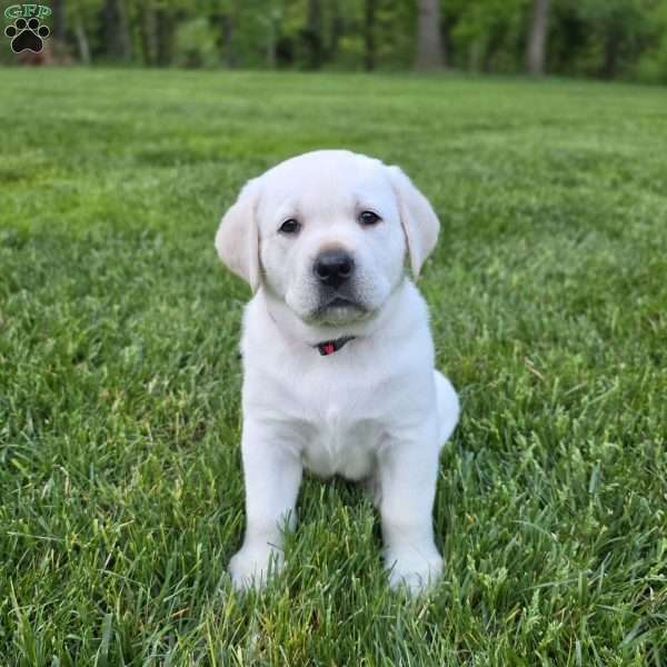 Rocky, Yellow Labrador Retriever Puppy