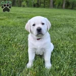Rocky, Yellow Labrador Retriever Puppy