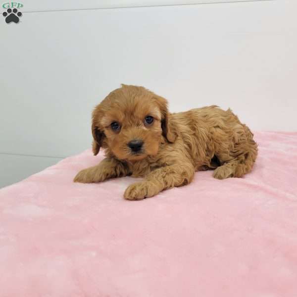 Casey, Cavapoo Puppy
