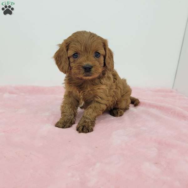 Chloe, Cavapoo Puppy