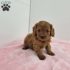 Chloe, Cavapoo Puppy