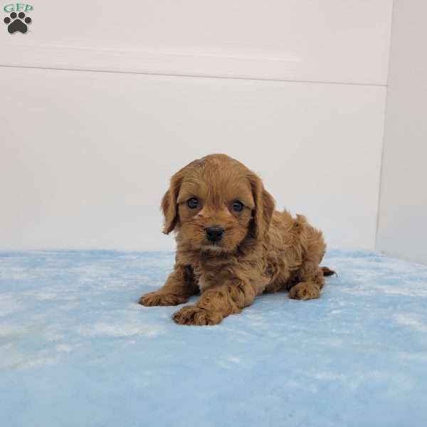 Champ, Cavapoo Puppy