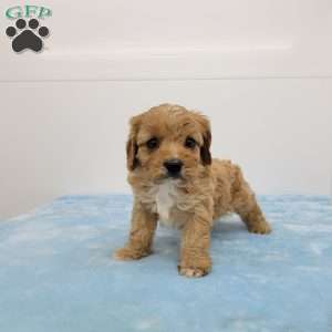 Calvin, Cavapoo Puppy