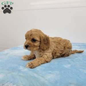 Calvin, Cavapoo Puppy