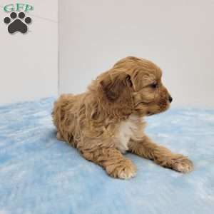 Calvin, Cavapoo Puppy
