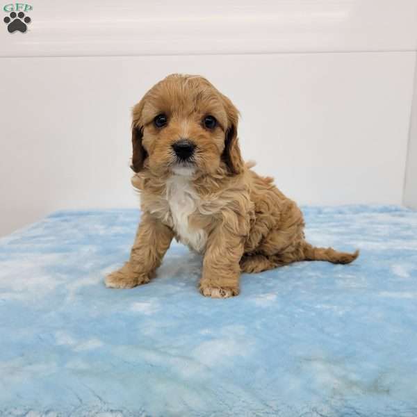 Calvin, Cavapoo Puppy