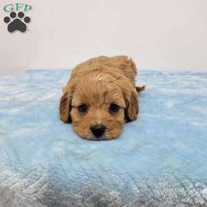 Calvin, Cavapoo Puppy