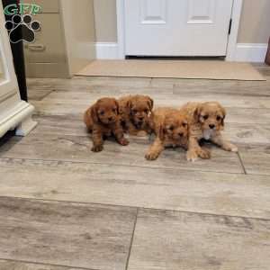 Calvin, Cavapoo Puppy