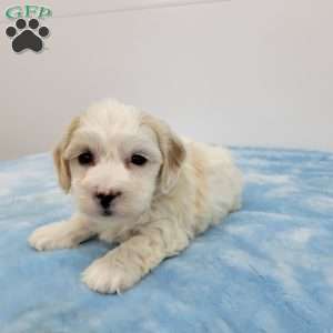 Harry, Havapoo Puppy